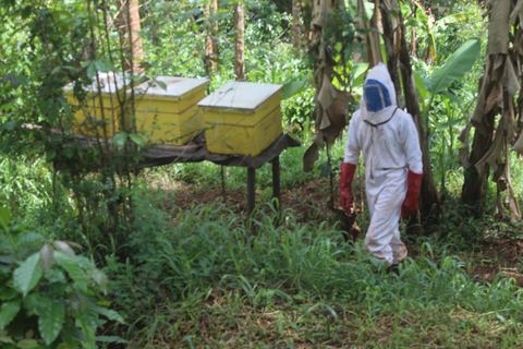 A beekeeper in a protective suit inspecting yellow beehives among banana plants