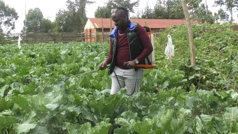 A farmer spraying a field of leafy crops