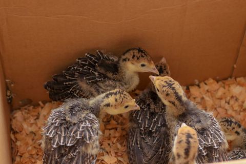 Young poultry chicks in a brooding box lined with wood shavings
